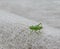 Small green grasshopper close up