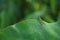 Small green grasshopper on foliage