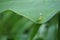 Small green grasshopper on foliage