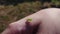 Small green grasshopper on hand.