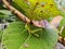 A small green grasshopper is hiding among the leaves