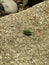 A small green grasshopper insect sits back half-turned on a stone. The female grasshopper has a saber at the end of the abdomen.