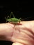 A small green grasshopper insect sits sideways on a man`s arm. Hand removed partially. man`s hand. Grasshopper tucked legs, movi