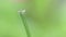A small green grasshopper sits on a blade of grass