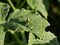 A small green grasshopper sits on a large pumpkin leaf ready to jump on a Sunny summer day