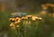 Small green grasshopper sits on yellow inflorescences of plant