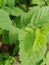 small green grasshoppers that land on leaves