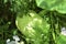 Small green growing pumpkin fruit in the garden