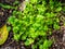 Small Green Herbs Known as Coriander (Coriandrum sativum),