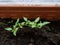 Small, green home-grown pepper plants growing in pots on a window sill. Germinating seedlings. Food growing from seeds