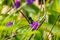 Small green hummingbird resting on a purple flowering plant