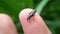 small green insects perch on your fingers