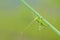 Small green katydid