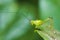 Small Green Leaf Katydid