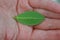 A small green leaf in the palm of your hand as a symbol of care and protection of the planet and harmony with nature.