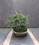 small green leaf shaved tree bonsai