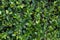 Small green leaves background. Tiny green leaf background