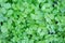 Small green leaves, densely packed for wallpaper