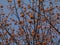 Small, green leaves of the Red maple (Acer rubrum) emerging red tinged in early spring