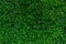 Small green leaves texture background. Evergreen hedge plants. Eco wall. Organic natural background. Clean environment. Ornamental