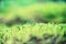 Small green leaves texture in forest. Wild nature. Summer concept. Copy space. Banner. Soft focus.