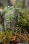 Small green lichen grown on a stump in a forest