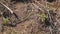 Small green lizard basking in the sun