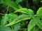 Small green lizard on fern leaves