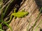 small green lizard reptile in the forest close-up  animal survival