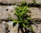 Small green maidenhair spleenwort plant growing out of old grunge stone wall