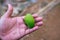 A small, green mango that rests on the palm