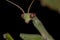 Small Green Mantid