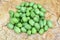 Small green Melotria scabra fruits or cucamelon on a wooden background.