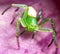 Small Green Money Spider On Purple Background