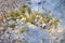 Small green moorland pinetree covered by frost on sunny winter day