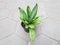 A small green mother-in-law\'s tongue plant in a black pot on the paving floor