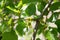 Small green mulberries on a branch