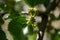 Small green mulberries on a branch