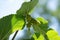 Small green mulberries on a branch