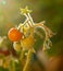 Small green and orange tomatoes cherry on a branch