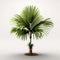 Small, green palm tree standing alone in an empty white room. It is positioned on left side of frame and appears to be