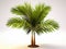 Small, green palm tree standing on ground. It is positioned in front of white wall and appears to be growing out of pot