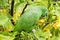 Small green parakeet on a branch in a garden.