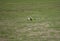 small green parakeets on the lawn in the garden