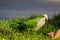 Small green parrot on the green grass