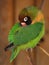 Small green parrot - Lovebird, Agapornis