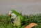 Small green parrot in the park of Barcelona