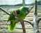 Small green parrot on a tree in an aviary