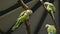 small green parrots sit on a tree branch in the park