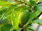 A small green pear hangs on a branch surrounded by leaves